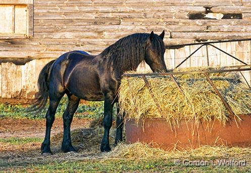 Equine Breakfast_26101.jpg - Photographed near Smiths Falls, Ontario, Canada.